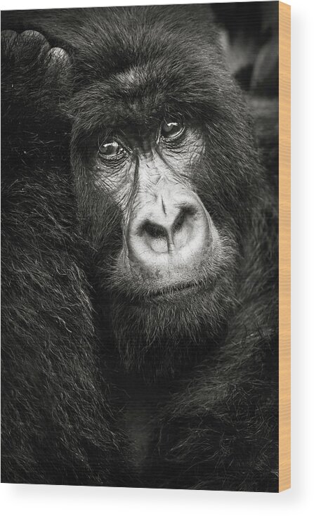Mountain Gorilla Wood Print featuring the photograph Portrait d'un gorille de montagne Bageni by Sebastien Meys