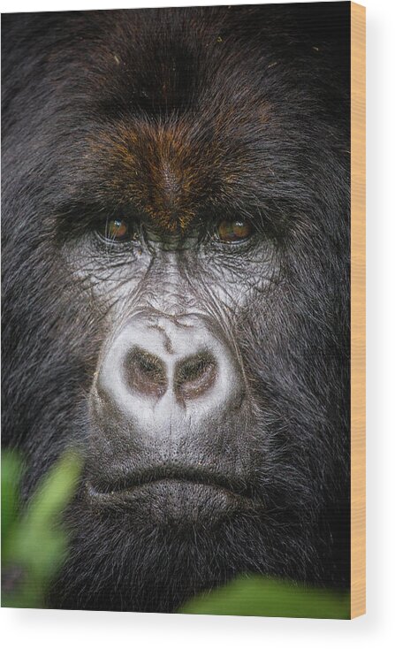 Mountain Gorilla Wood Print featuring the photograph Mountain Gorilla Portrait by Kate Malone