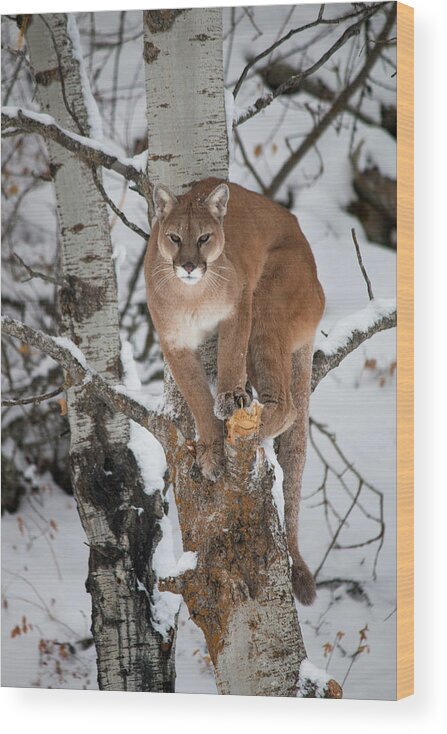 Animal Wood Print featuring the photograph Mountain Lion in a Tree by Teresa Wilson