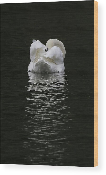 Flyladyphotographybywendycooper Wood Print featuring the photograph Mute Swan by Wendy Cooper