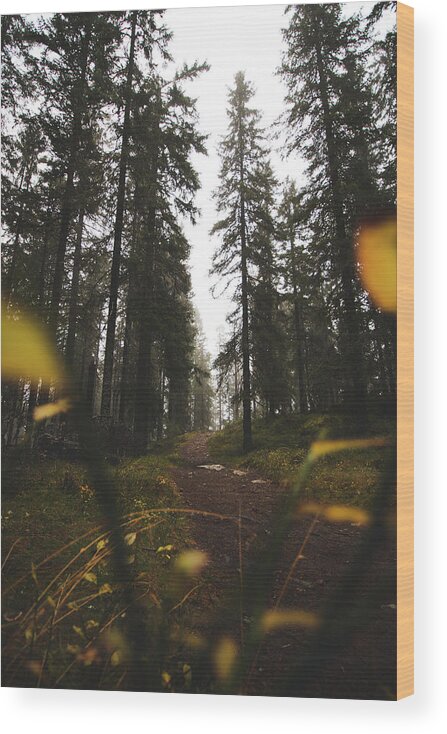 Outdoor Wood Print featuring the photograph Mysterious misty forest in the rain by Vaclav Sonnek
