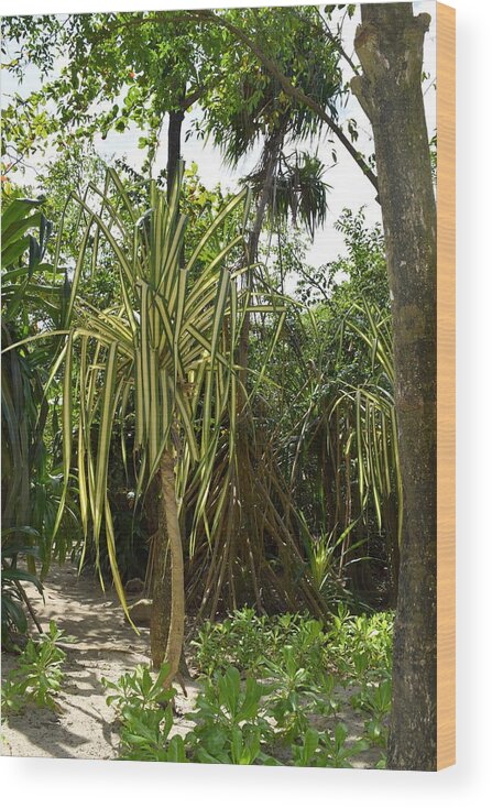 Tropical Wood Print featuring the photograph Nature Palm Trees Photo 118 by Lucie Dumas
