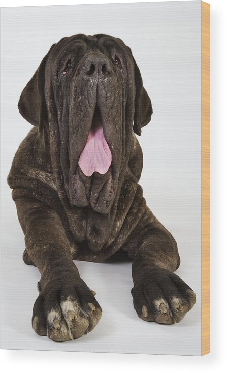 Pets Wood Print featuring the photograph Neapolitan mastiff yawning by Martin Harvey