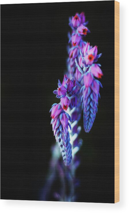 Blue Wood Print featuring the photograph Neon Bloom by Jason Roberts