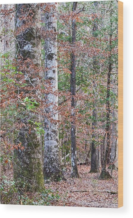 Hike Wood Print featuring the photograph North Carolina Winter Scene Along the Trail by Bob Decker