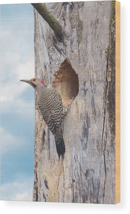Northern Flicker Wood Print featuring the photograph Norther Flicker by Brook Burling