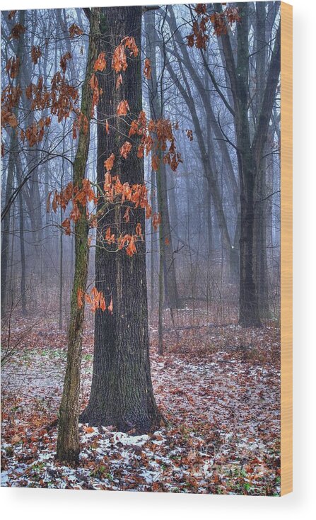 Oak Wood Print featuring the photograph Oak Tree in the Woods by Randy Pollard