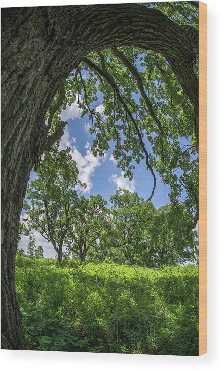 Oak Wood Print featuring the photograph Oak Tree Zen by Peter Herman