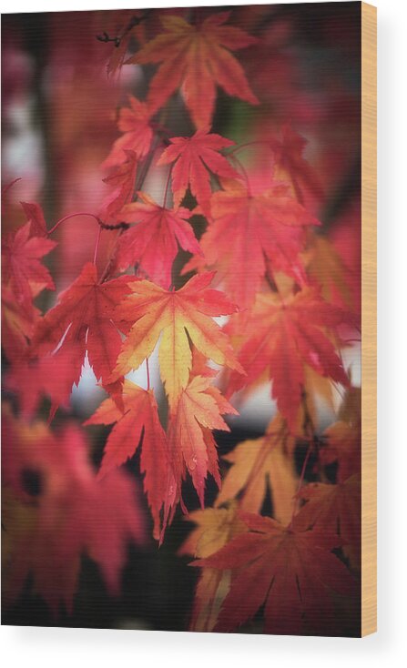 Leaves Wood Print featuring the photograph October Maple by Philippe Sainte-Laudy