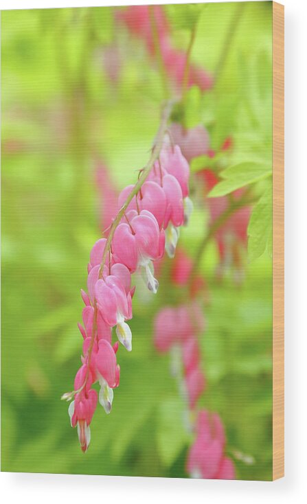 Plant Wood Print featuring the photograph Oh My Bleeding Heart by Lens Art Photography By Larry Trager