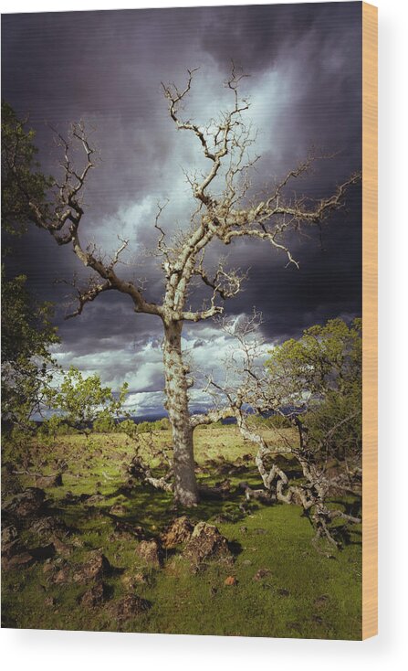 Nature Wood Print featuring the photograph Ominous Oak by Mike Lee