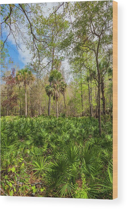 Florida Wood Print featuring the photograph On a Florida Hike - 1 by W Chris Fooshee