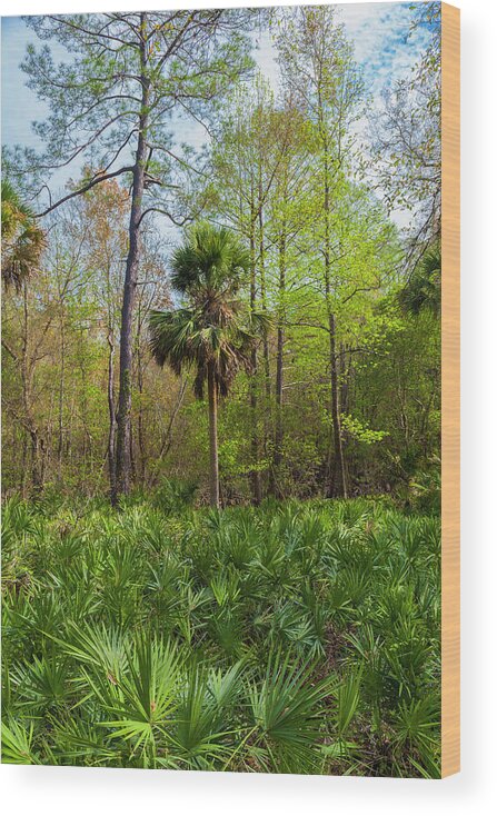 Florida Wood Print featuring the photograph On a Florida Hike - 2 by W Chris Fooshee