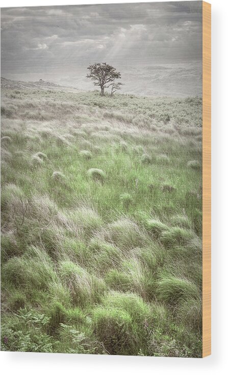 Clouds Wood Print featuring the photograph One Tree in the Soft Irish Mist by Debra and Dave Vanderlaan