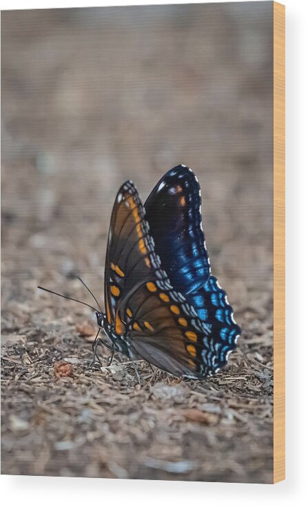 Insect Wood Print featuring the photograph Orange-spotted Blue Butterfly by Linda Bonaccorsi