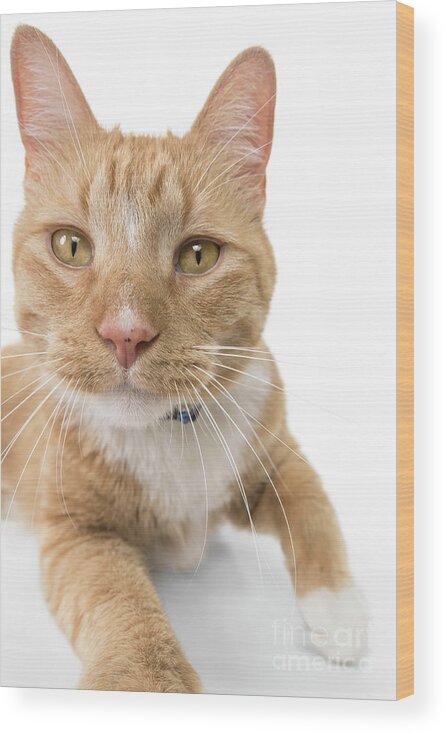 Cat Wood Print featuring the photograph Orange Tabby Joy by Renee Spade Photography
