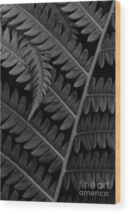 Botanical Wall Art Wood Print featuring the photograph Ostrich Fern Fronds PL10649 by Mark Graf