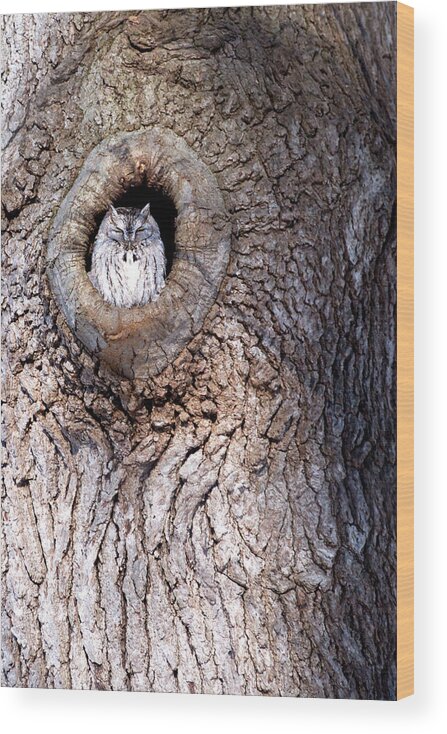 Owl Wood Print featuring the photograph Owl Roosting by Flinn Hackett