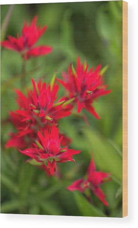 Red Wood Print featuring the photograph Paint Brush Bouquet by Pamela Dunn-Parrish
