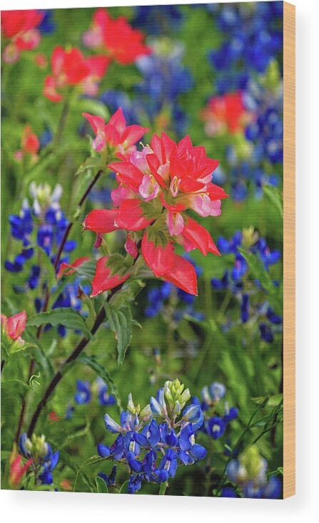 Texas Wildflowers Wood Print featuring the photograph Paintbrush Perfection by Lynn Bauer