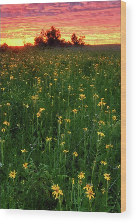 Wildflower Wood Print featuring the photograph Paintbrush Prairie V by Robert Charity