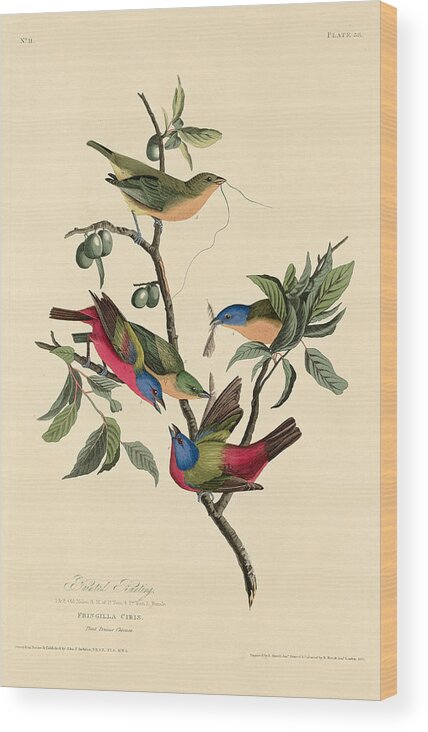 Robert Havell Wood Print featuring the drawing Painted Bunting by Robert Havell
