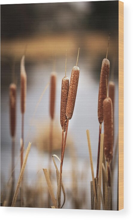 Cattails Wood Print featuring the photograph Paired Up - intertwined pair of cattails by Peter Herman