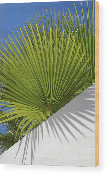 Palm Leaf Wood Print featuring the photograph Green palm leaves, blue sky and white wall of a modern finca 2 by Adriana Mueller