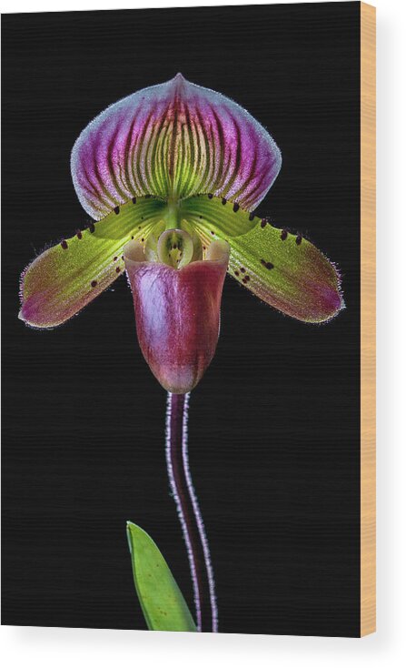 Flowers Wood Print featuring the photograph Paphiopedilum Delite by W Chris Fooshee