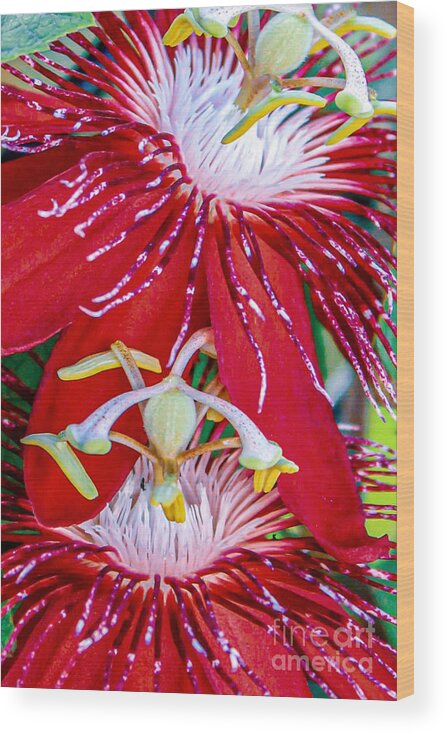 Flower Wood Print featuring the photograph PassionFlowers by Joanne Carey