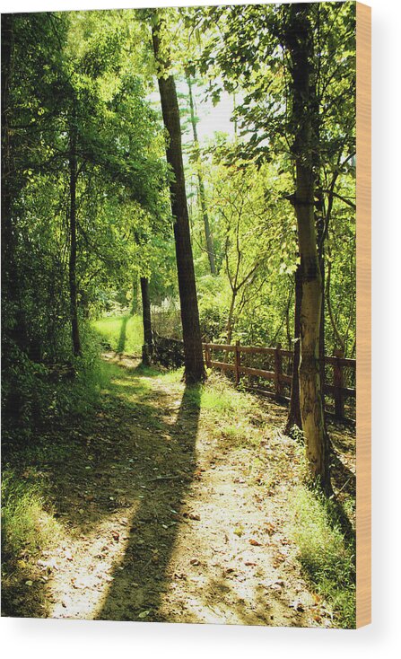 Trees Wood Print featuring the photograph Path out of Summer by Christopher Reed