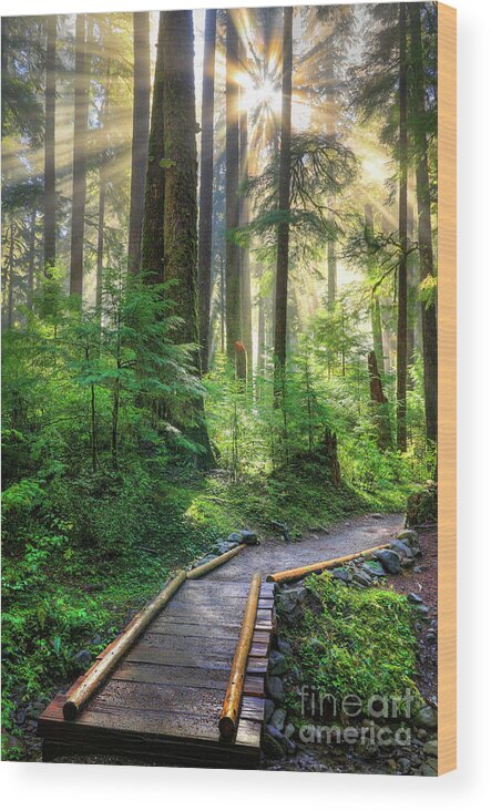 America Wood Print featuring the photograph Pathway into the Light by Inge Johnsson