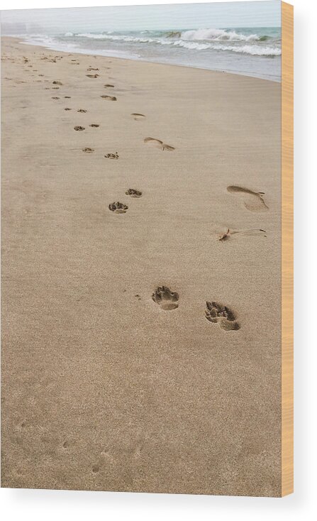 Man's Best Friend Wood Print featuring the photograph Pawprints in the Sand by Patty Colabuono