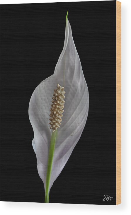 Peace Lily Wood Print featuring the photograph Peace Lily 2 by Endre Balogh