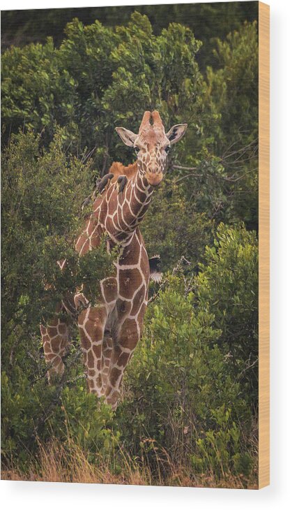 Giraffe Wood Print featuring the photograph Peek A Boo by Laura Hedien
