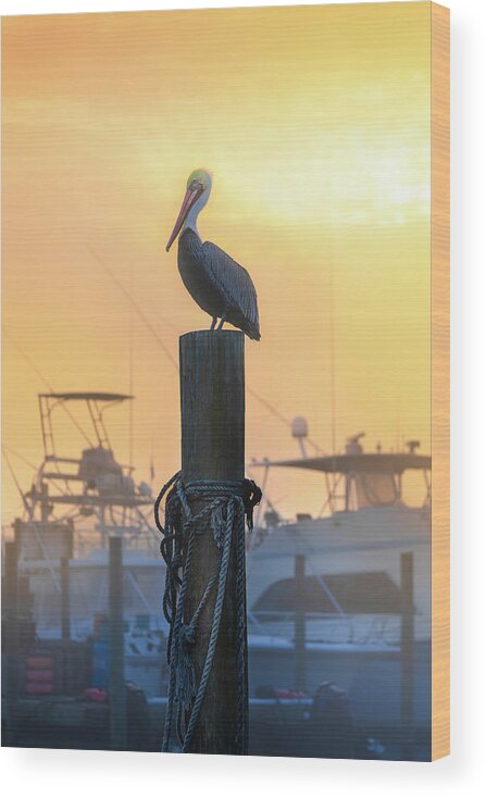 Beach Wood Print featuring the photograph Pelican In Florida's Destin Harbor by Jordan Hill