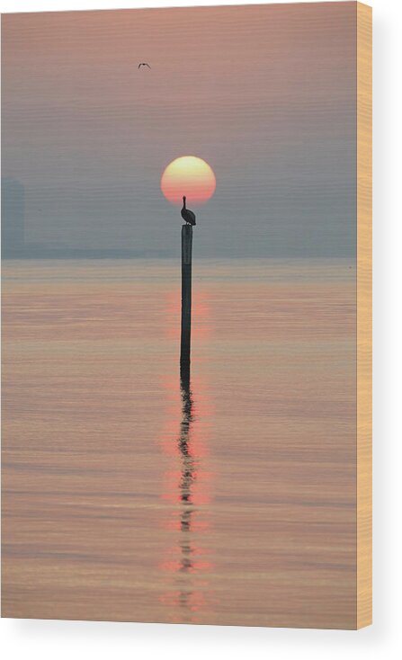 Sunrise Wood Print featuring the photograph Pelican Sunrise by JASawyer Imaging