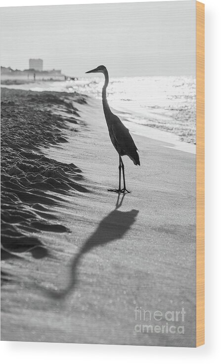 2018 Wood Print featuring the photograph Pensacola Beach Florida Heron Black and White Photo by Paul Velgos
