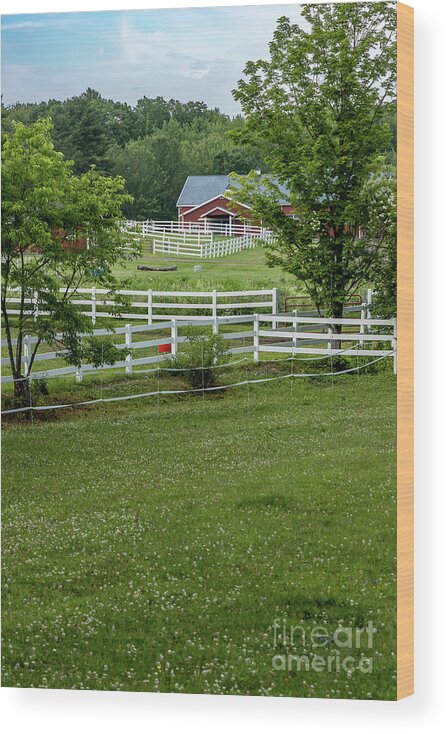 Agriculture Wood Print featuring the photograph Perfect Horse Farm by Elizabeth Dow