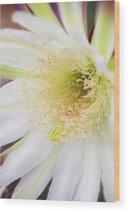 San Wood Print featuring the photograph Peruvian Apple Cactus Bloom by William Dunigan