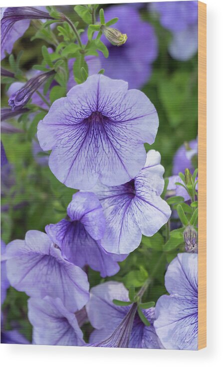 Flower Wood Print featuring the photograph Petunia Daddy Blue by Dawn Cavalieri