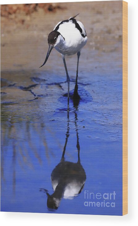 Avocet Wood Print featuring the photograph Pied avocet, Recurvirostra avosetta by Frederic Bourrigaud