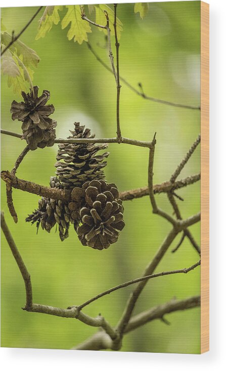 Cone Wood Print featuring the photograph Pine Cones by Rick Nelson