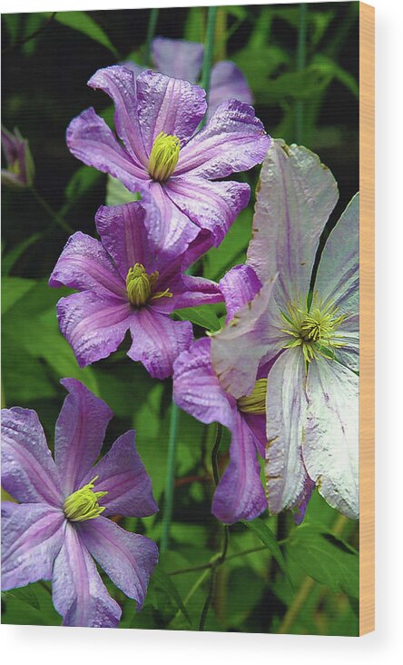 Clematis Wood Print featuring the photograph Pink and white Clematis Flowers Photograph by Louis Dallara