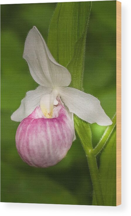 Flower Wood Print featuring the photograph Pink Lady's Slipper by Susan Rydberg