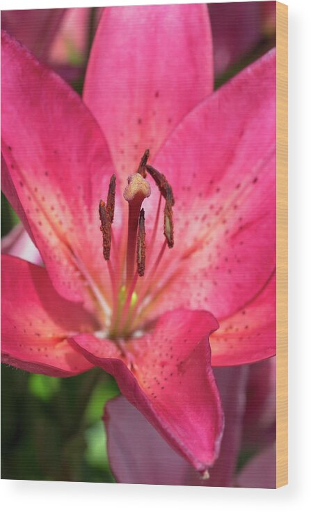 Flower Wood Print featuring the photograph Pink Longiflorum-Asiatic Lily by Dawn Cavalieri
