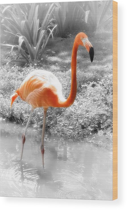 Bird Wood Print featuring the photograph Pink Orange Flamingo Photo 210 by Lucie Dumas