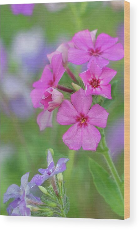 Phlox Wood Print featuring the photograph Pink Phlox by Betty Eich