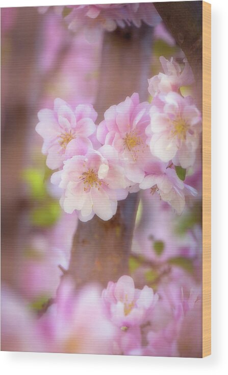 Flowers Wood Print featuring the photograph Pink Serenade by Philippe Sainte-Laudy