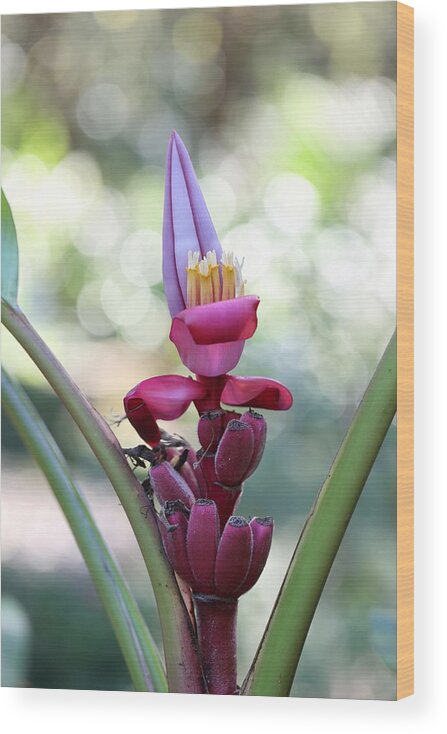 Pink Velvet Banana Wood Print featuring the photograph Pink Velvet Banana Flower by Mingming Jiang